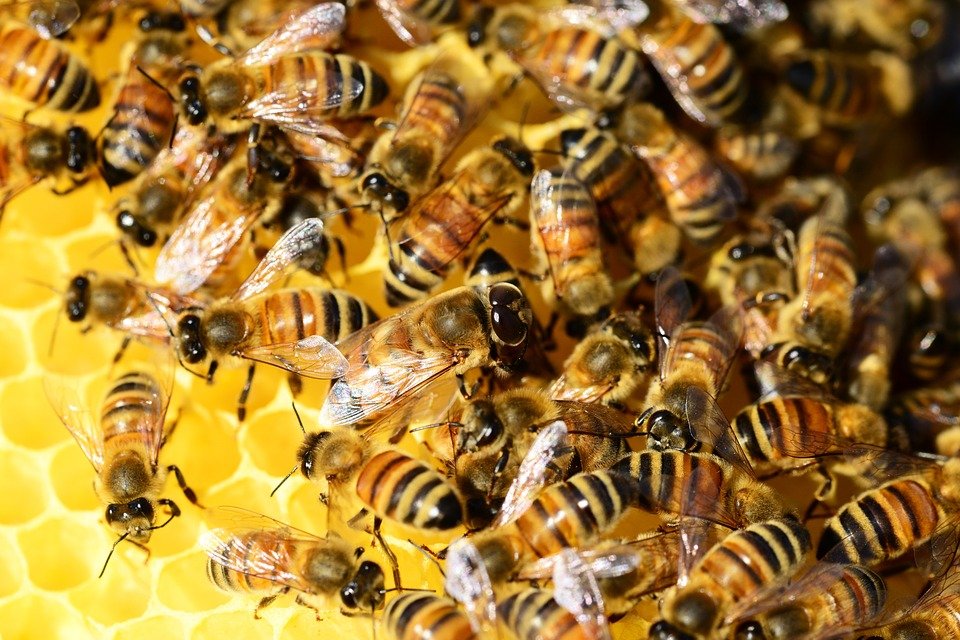 favo-com-abelhas-e-geleia real