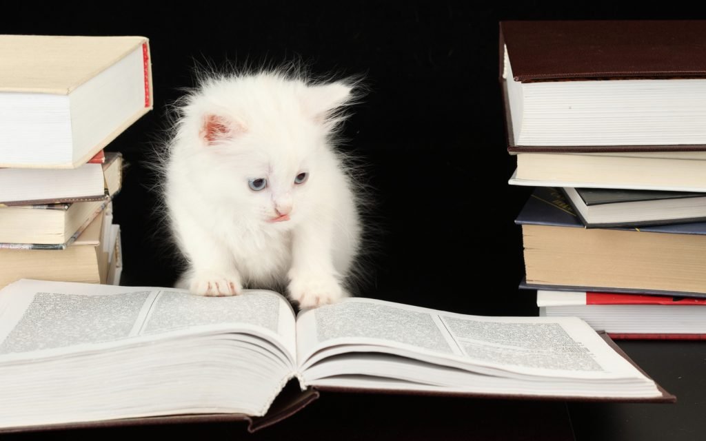 gato-estudando-livro-flúor